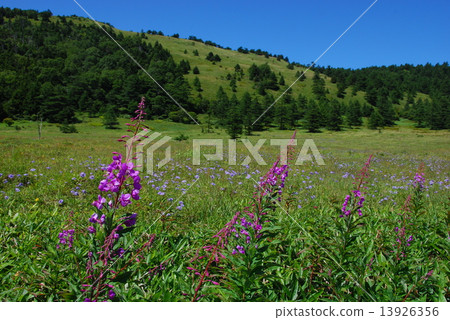 Summer Prairie Summer Prairie 13926356