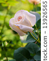 Rose of light color 13926565