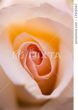 A rose's whorl 13926567