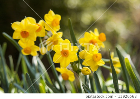 Narcissus 13926568