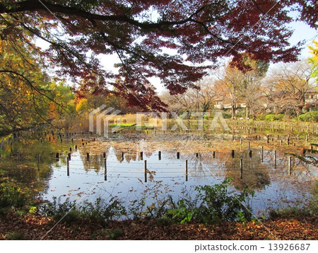 Zenfukuji公園的下野池 Zenfukuji公園的下野池 13926687