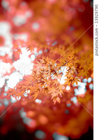 秋天的樹葉 秋天的樹葉 13929790