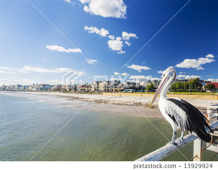 Pelican at a jetty in beachside suburb of Adelaide Pelican at a jetty in beachside suburb of Adelaide 13929924