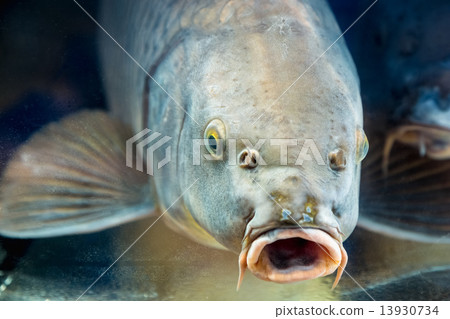 Carp fish in aquarium or reservoir ubder water 13930734