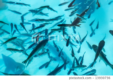 Fish in aquarium or reservoir ubder water 13930736
