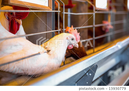 Chicken and cock in farm incubator or coop 13930779