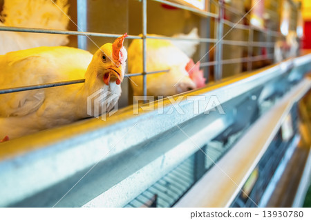 Chicken in farm incubator or coop 13930780