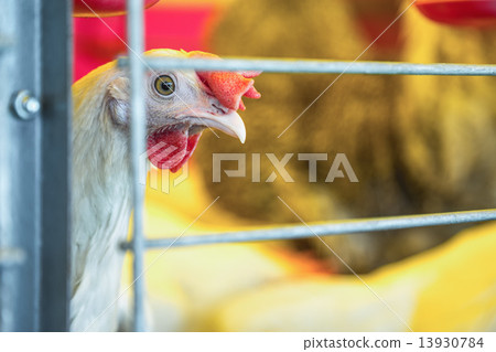 Chicken in farm incubator or coop 13930784