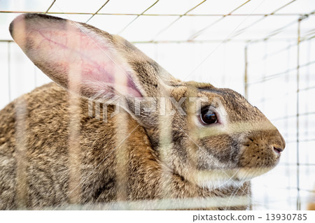 Rabbit or bunny in cell on farm 13930785