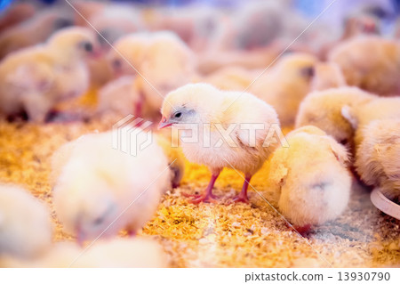Small chickens in farm incubator or coop 13930790