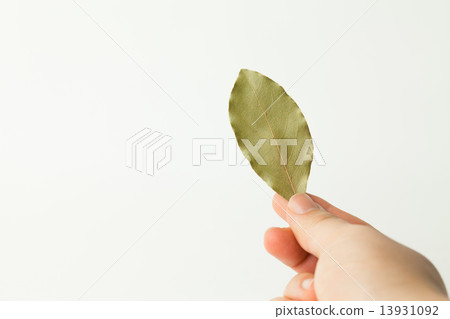 Laurel leaves 13931092