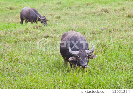 Mammal animal, Thai buffalo in grass field 13931254