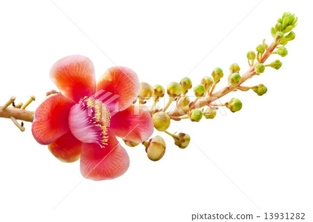 Flower, Cannon Ball Tree 13931282