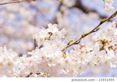 Cherry blossoms and blue sky Cherry blossoms and blue sky 13931494