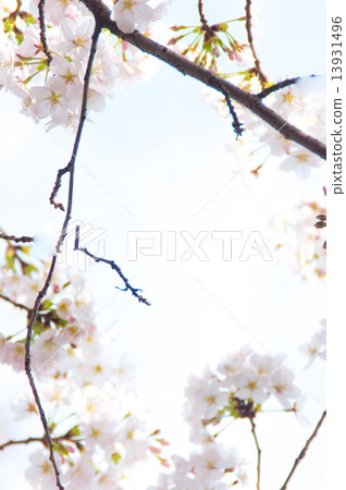 Cherry blossoms and blue sky Cherry blossoms and blue sky 13931496