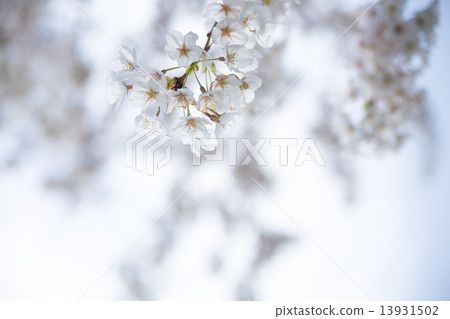 Cherry blossoms and blue sky Cherry blossoms and blue sky 13931502