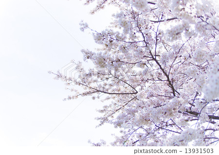 櫻花和藍天 櫻花和藍天 13931503