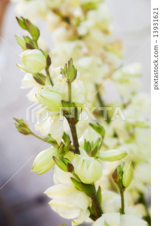 flower 13931621