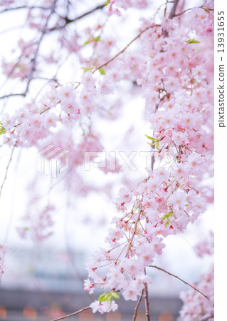 垂枝櫻花 13931655