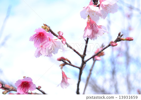 鮮花 鮮花 13931659
