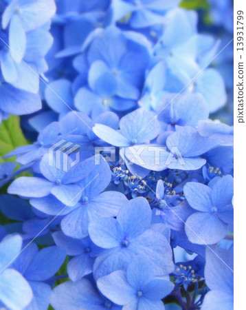 Hydrangea's season Hydrangea's season 13931799