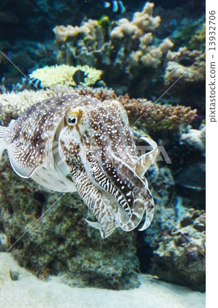 squid squid 13932706