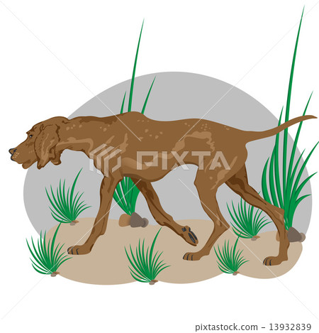 dog on the prowl 13932839