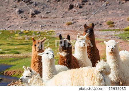 Llama 13933085
