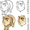dwarfish Spitz dog breed 13933744