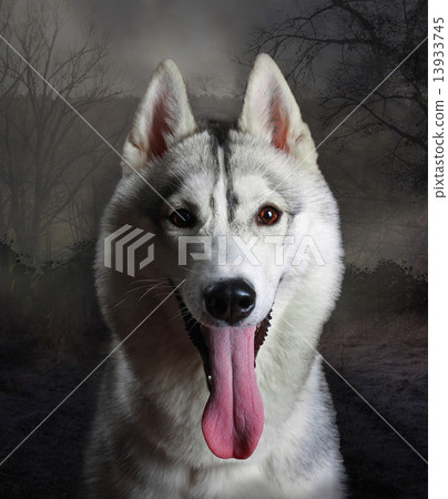 Husky or wolf in twilight forest Husky or wolf in twilight forest 13933745