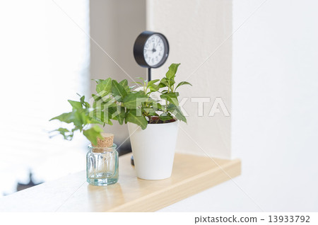 Foliage plant  13933792