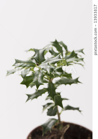 葉子植物 13933817