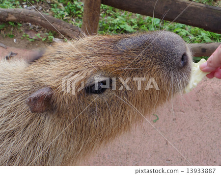 capybara, feed, bait 13933887