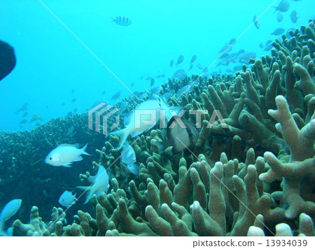 A group of coral reefs and debas dumed die 13934039