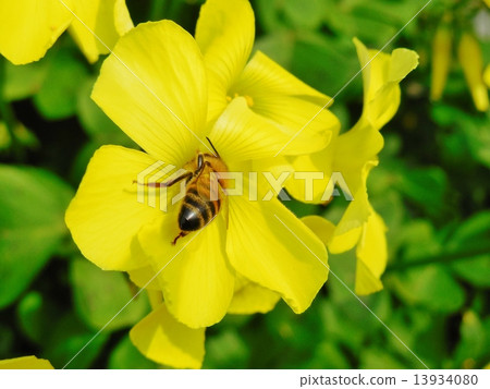 哦Kivana catablami 哦Kivana catablami 13934080