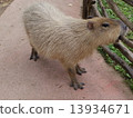 水豚 豚鼠 老鼠 13934671