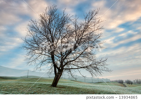 Winter morning on the golf course Winter morning on the golf course 13934865