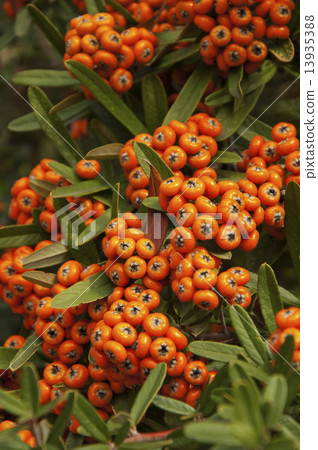 Branch of Pyracantha Branch of Pyracantha 13935388