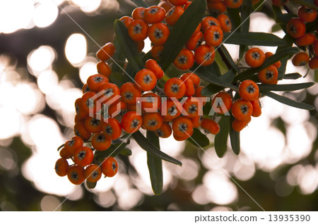 Pyracantha 13935390