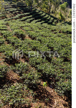 Tea Plantation 13935402