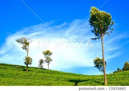 藍色和綠色 13935665