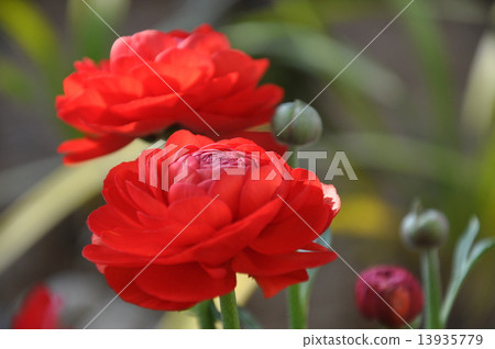 Ranunculus Ranunculus 13935779