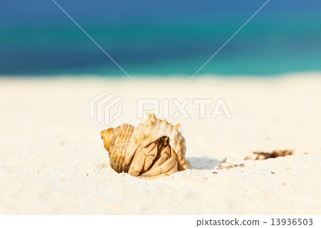 Hermit crab at beach 13936503