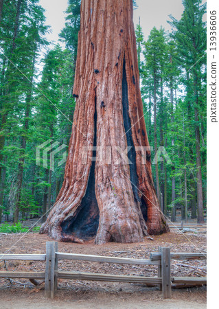 The worlds largest tree - General Sherman 13936606
