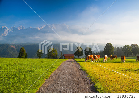 On pasture in the morning mist On pasture in the morning mist 13936723