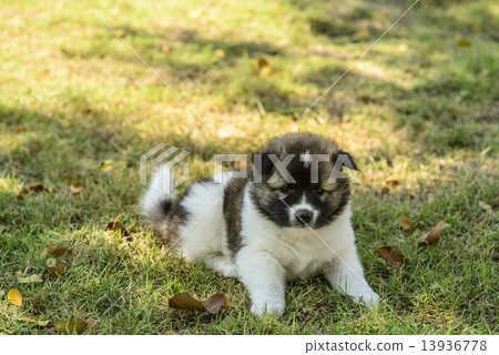 Thai Bang Kaew Puppy in the park outdoor with sun light Thai Bang Kaew Puppy in the park outdoor with sun light 13936778