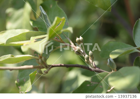 akigumi的藍色果子 13937136