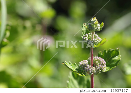 Dangik芽和雨滴 13937137