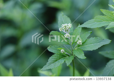 富士竹花蕾 13937138