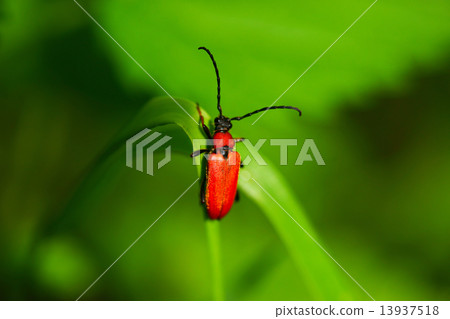 Rhagonycha Fulva 13937518